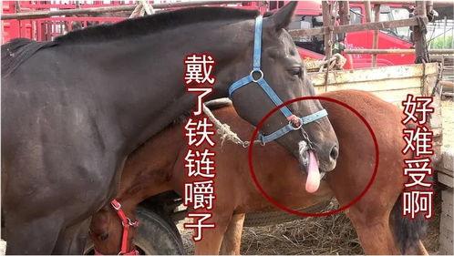 最新爆料马扁子